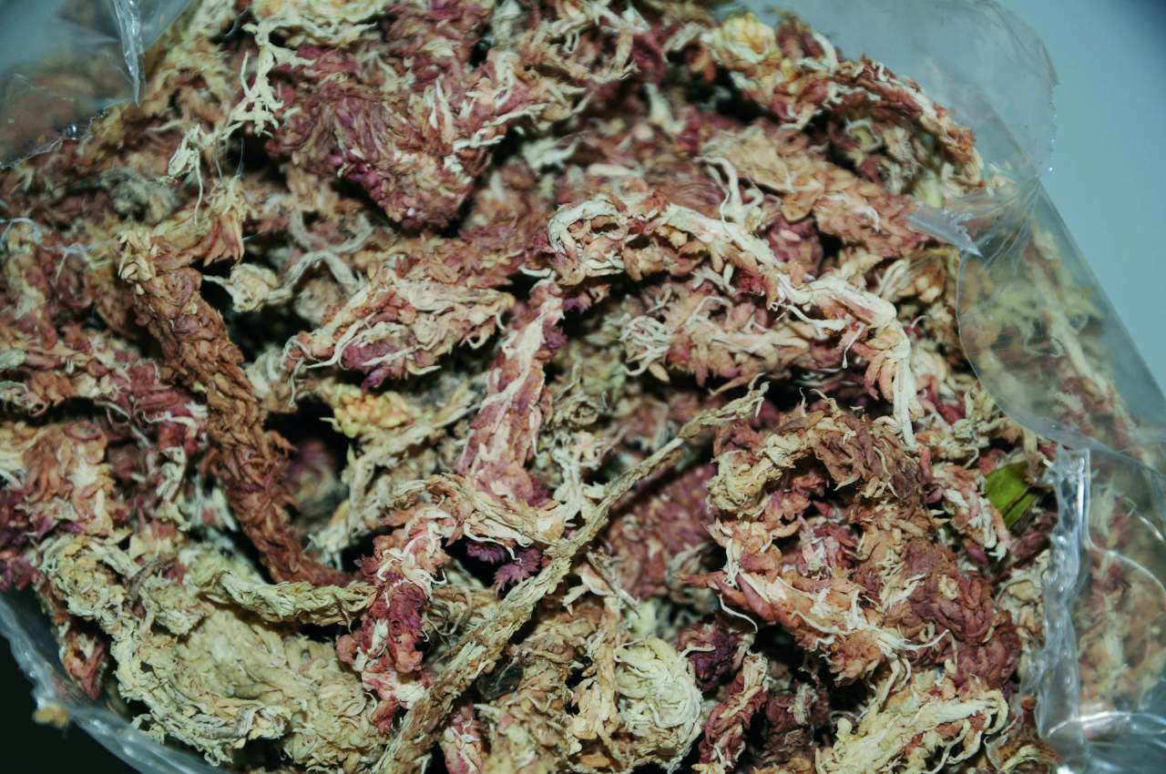 Sphagnum- & Waldmoos